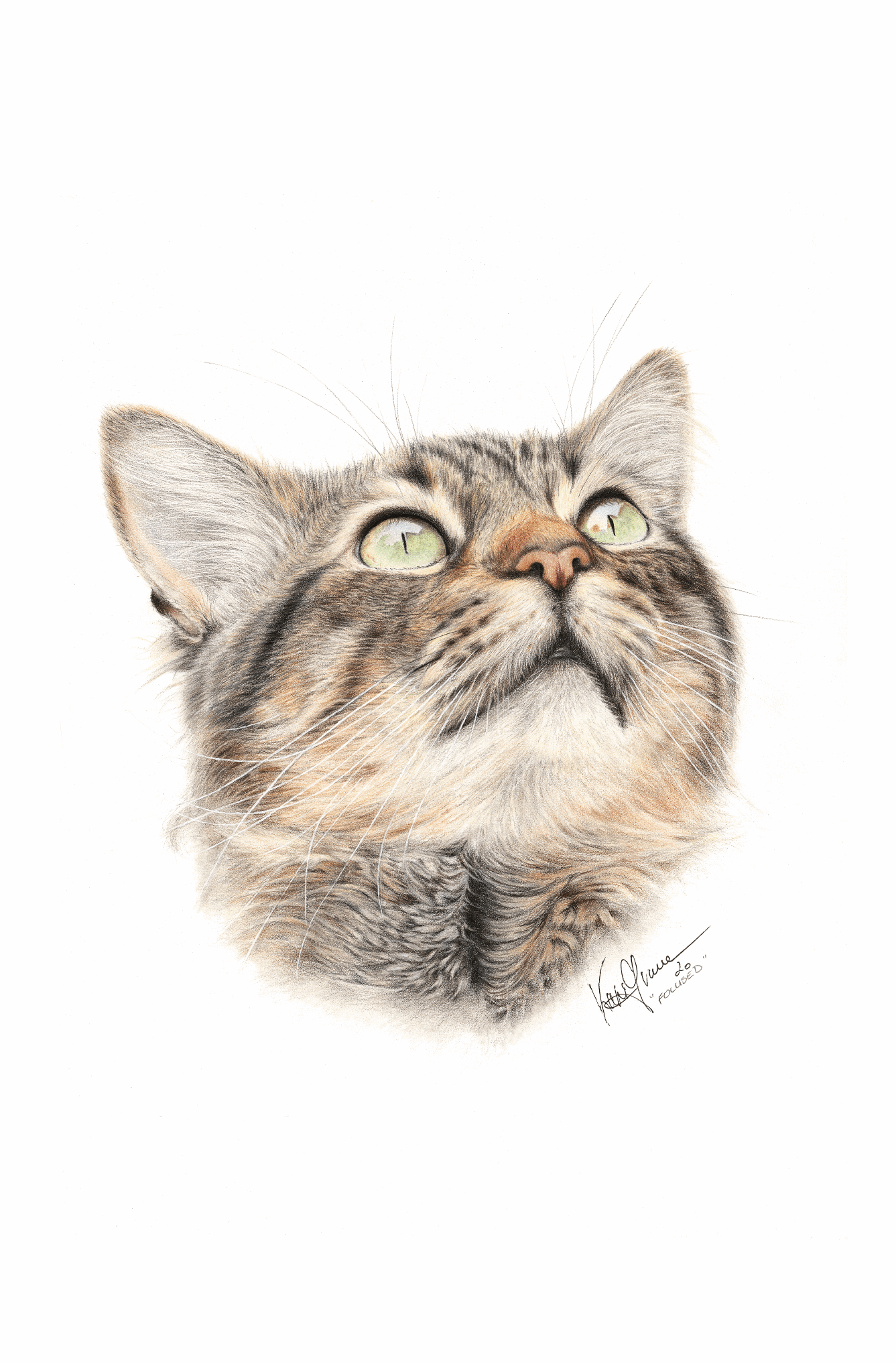 Illustration of a cat's head on a white background