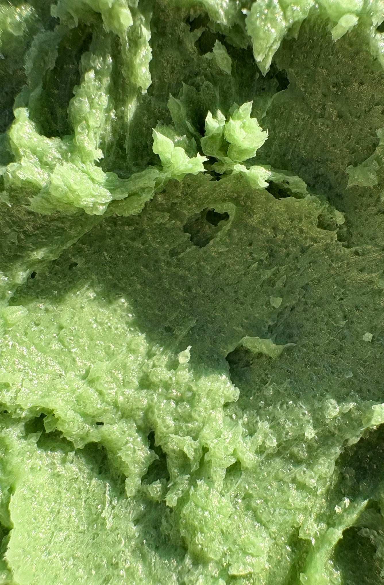 Close-up of green textured sugar scrub
