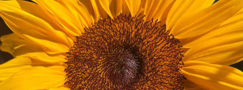 Image of a Sunflower