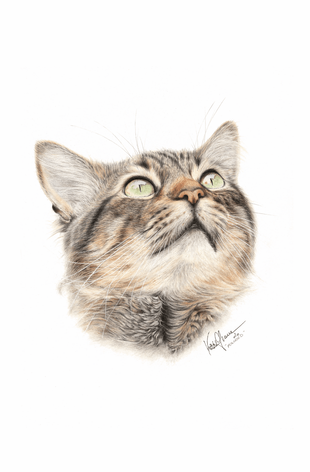 Illustration of a cat's head on a white background