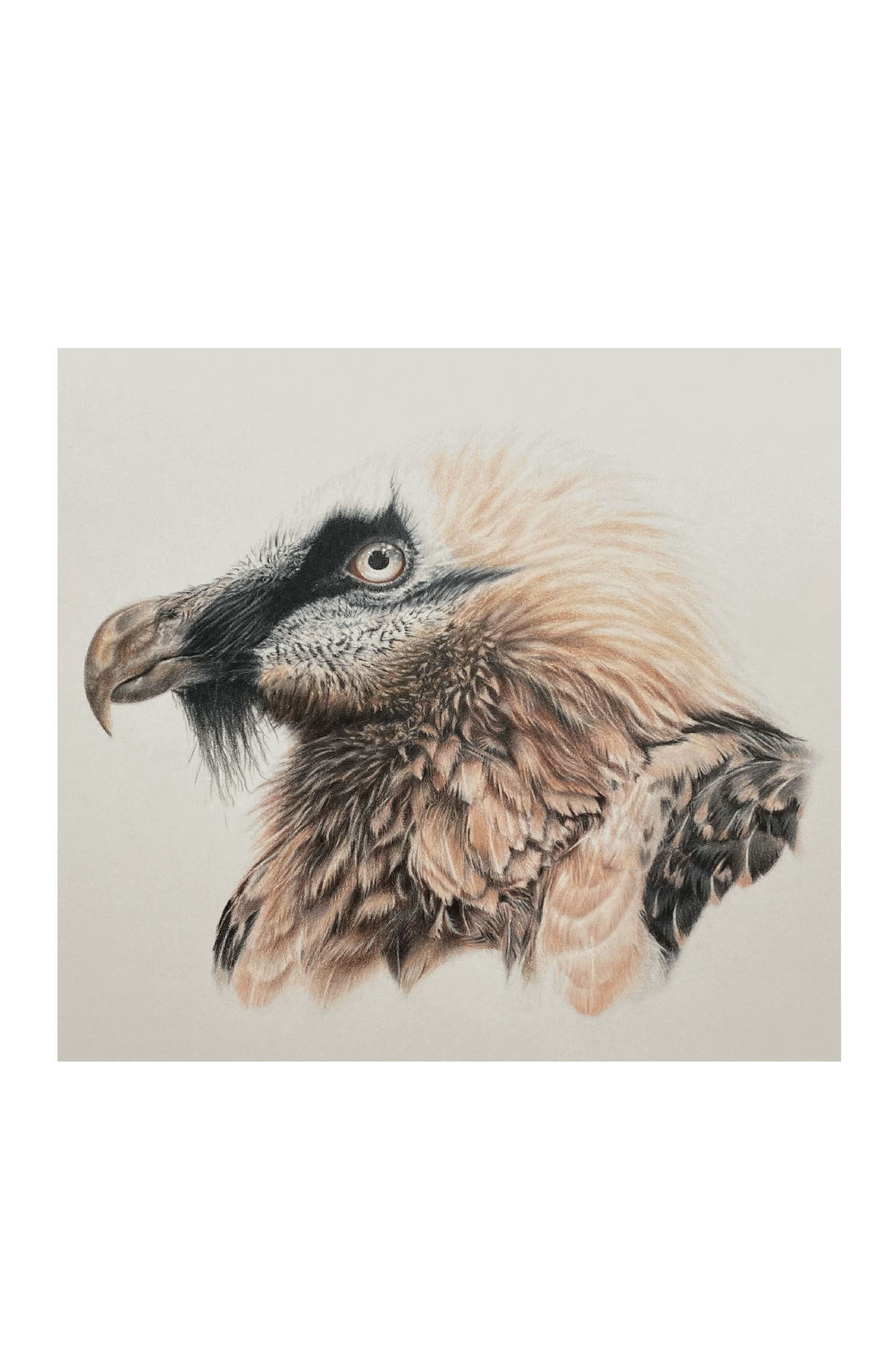 Mountain Monarch | Art Print