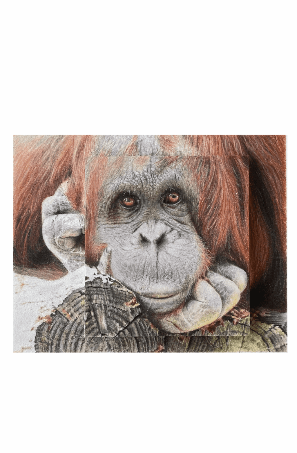 Pongo | Art Print