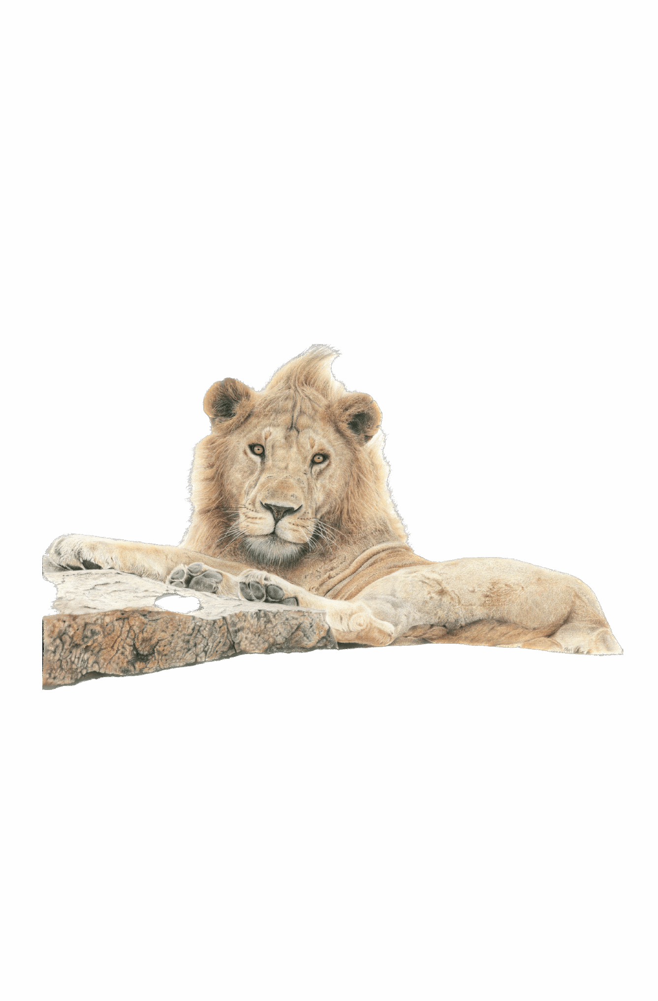 Unbridled | Art Print